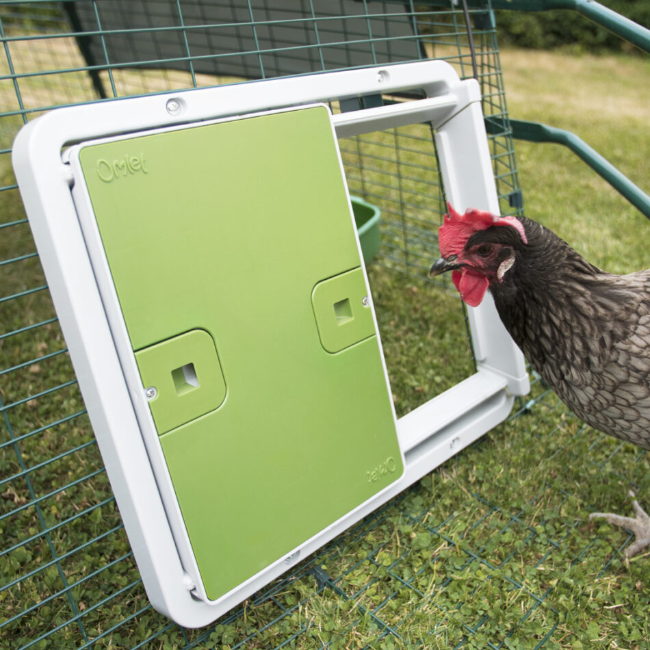 Ein braunes Huhn schaut in seinen mit der Omlet Autodoor gesicherten Hühnerstall