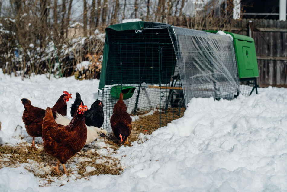 Hennen im Schnee neben dem Omlet Eglu Cube Hühnerstall mit Wetterschutz