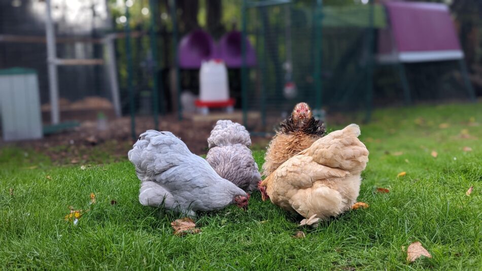 Herbstvorbereitungen mit Hühnern