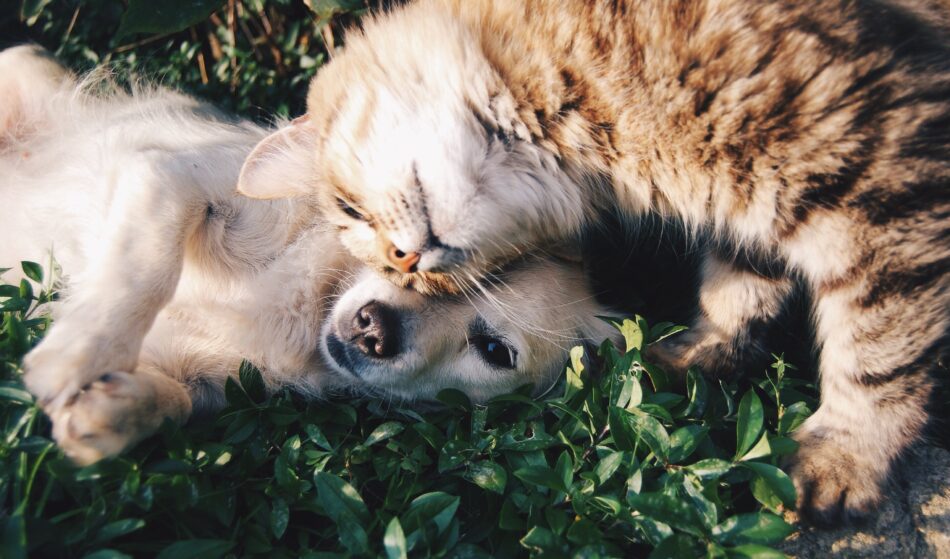 Katz und Hund spielen zusammen im Gras