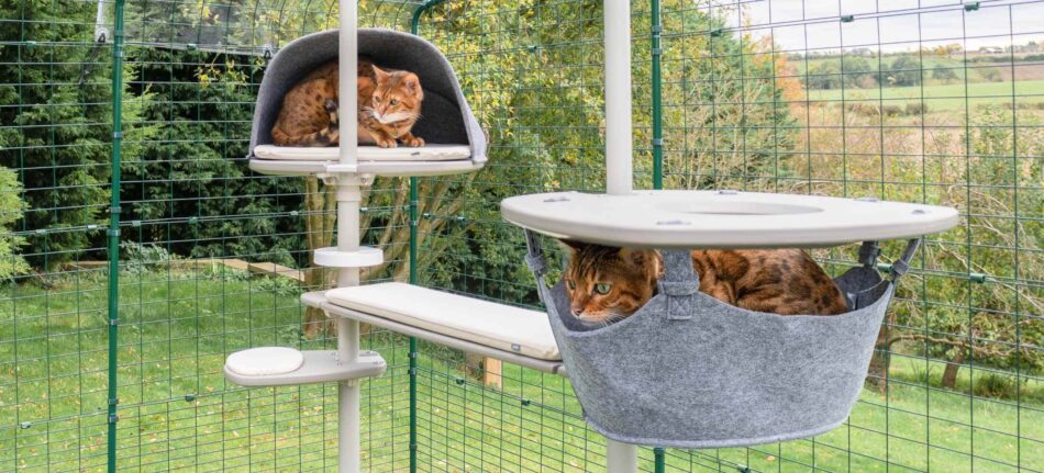 Zwei Katzen, die sich auf dem Freestyle Outdoor-Kletterbaum von Omlet in Hängematten entspannen