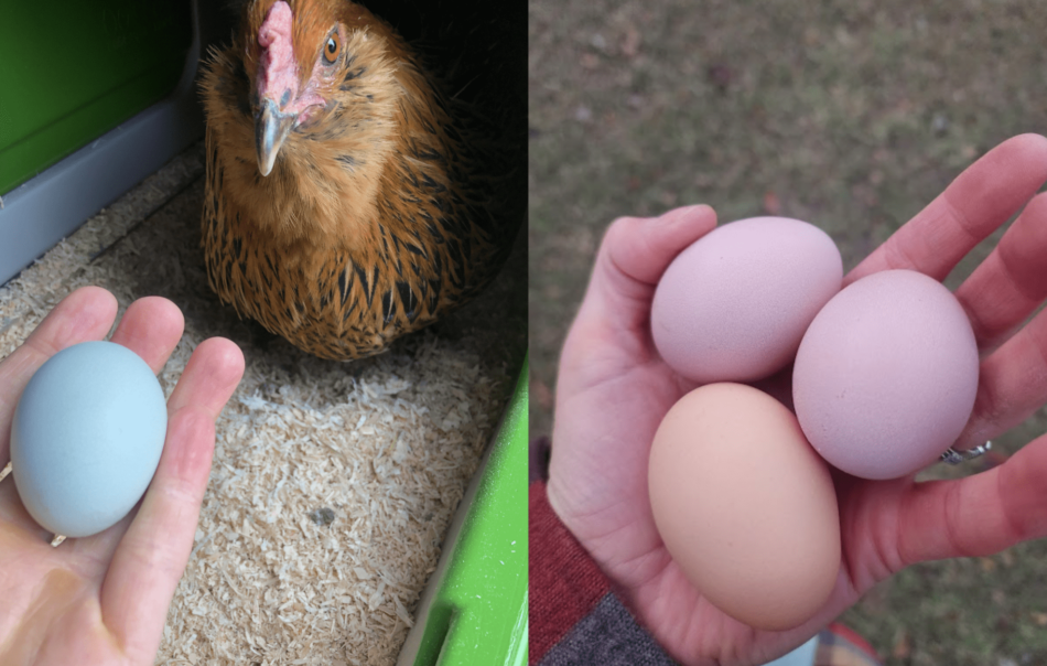 Collage von Hühnerhaltern mit verschiedenfarbigen Eiern
