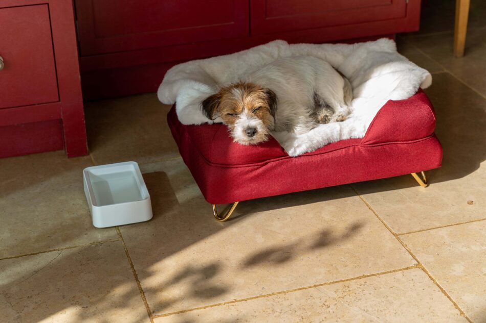 Ein Hund schläft auf Omlets Decke im Schaffellimitat neben dem Omlet-Futternapf für Hunde