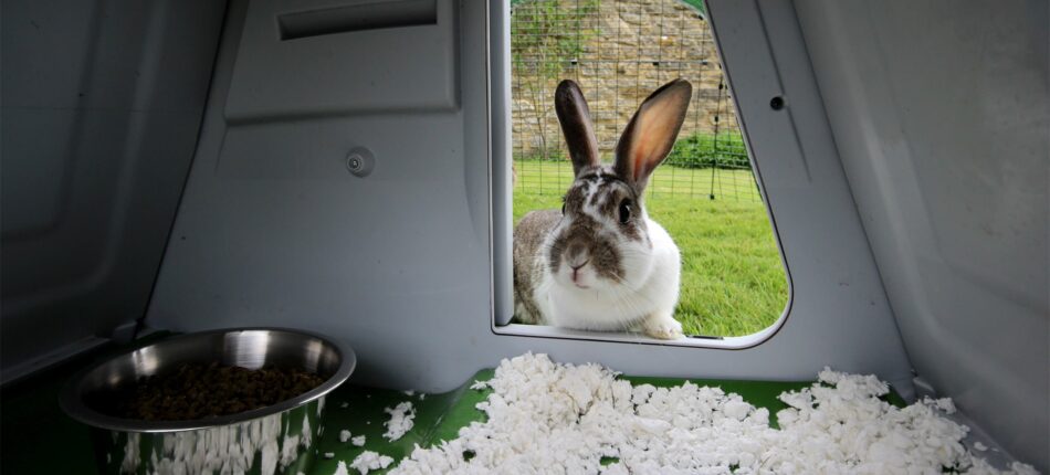 Ein Kaninchen wirft einen Blick in den Eglu Go Kaninchenstall von Omlet