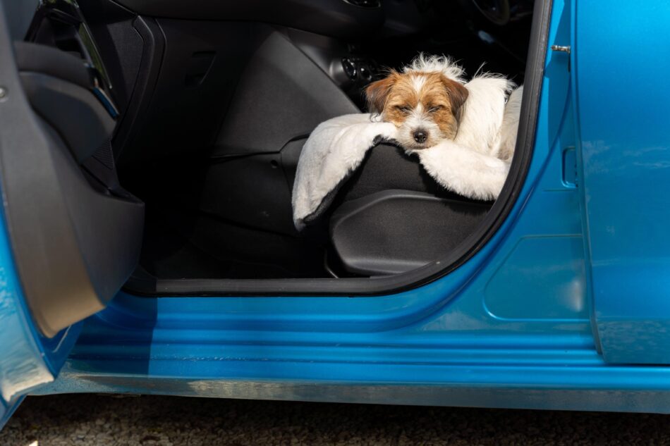 Ein Terrier schläft im Auto auf der 