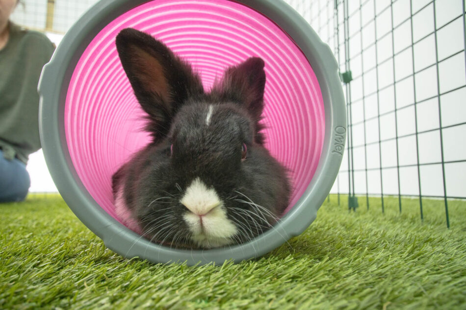 Ein schwarzweißes Kaninchen im Zippi Spieltunnel für Kaninchen von Omlet