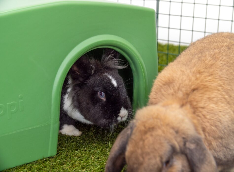 Kaninchen finden Schutz im grünen Zippi Unterschlupf von Omlet