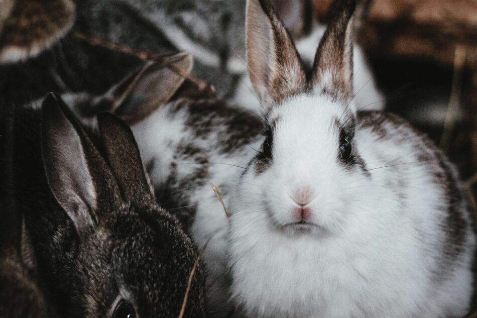 Kaninchen im Freien bei extremem Winterwetter