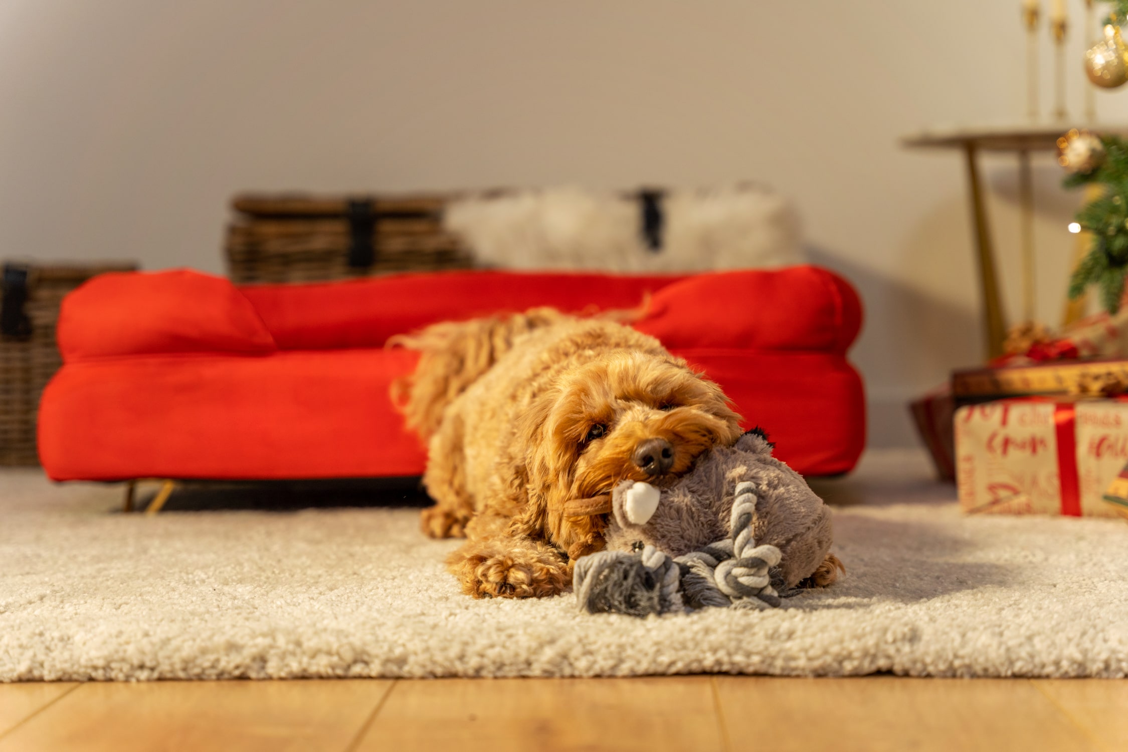 Ein Hund kaut vor dem Omlet Hundesofa auf seinem Hundespielzeug