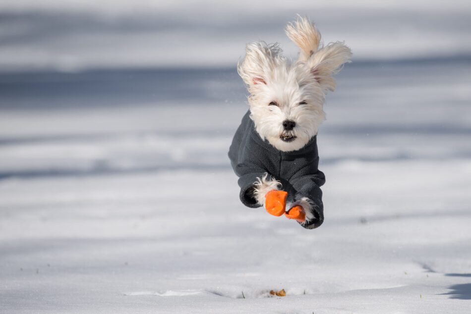 Ein Hund mit Schneeschuhen beim Rennen durch den Schnee