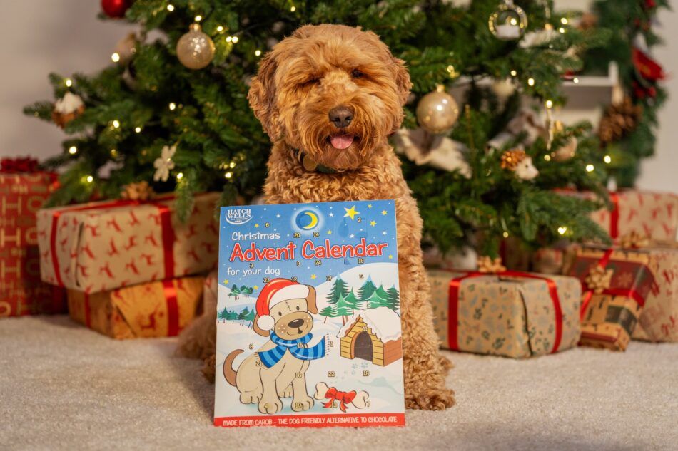 Ein Hund vor einem Weihnachtsbaum mit einem Adventskalender für Hunde