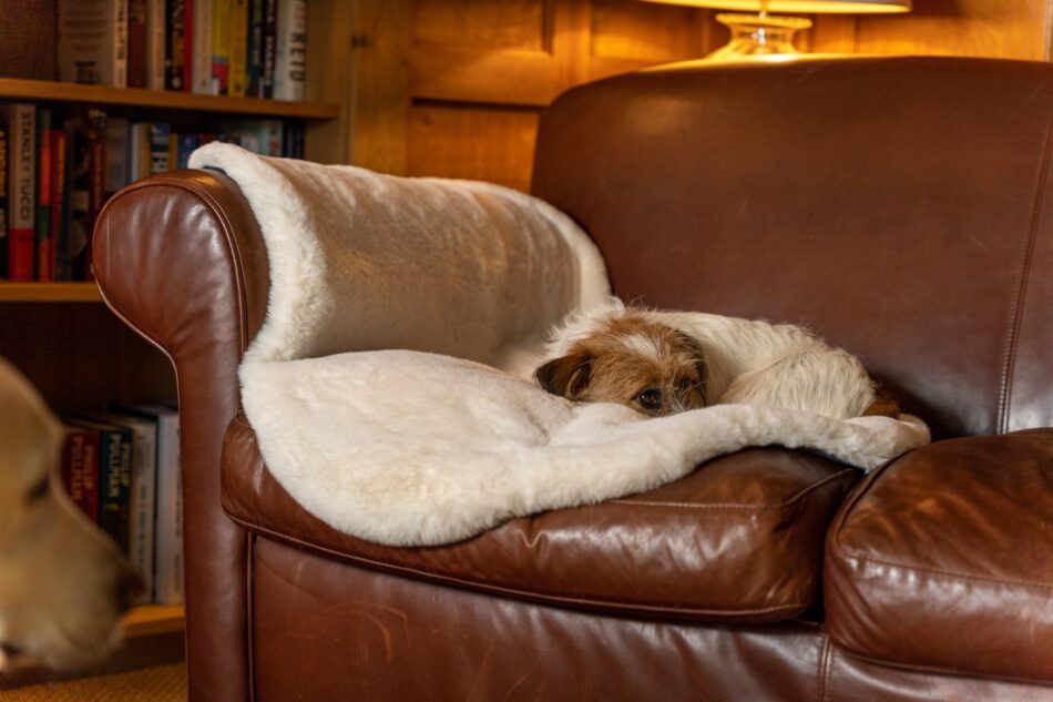 Ein Terrier schläft auf einem Sofa auf der luxuriösen Hundedecke aus Schaffellimitat von Omlet