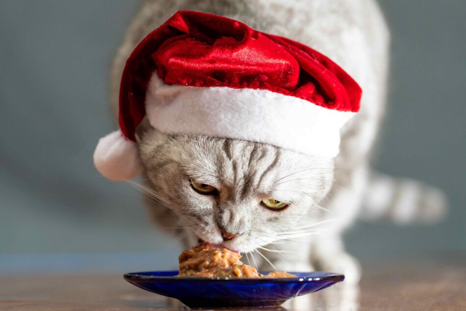 Eine Katze mit Weihnachtsmütze beim Fressen