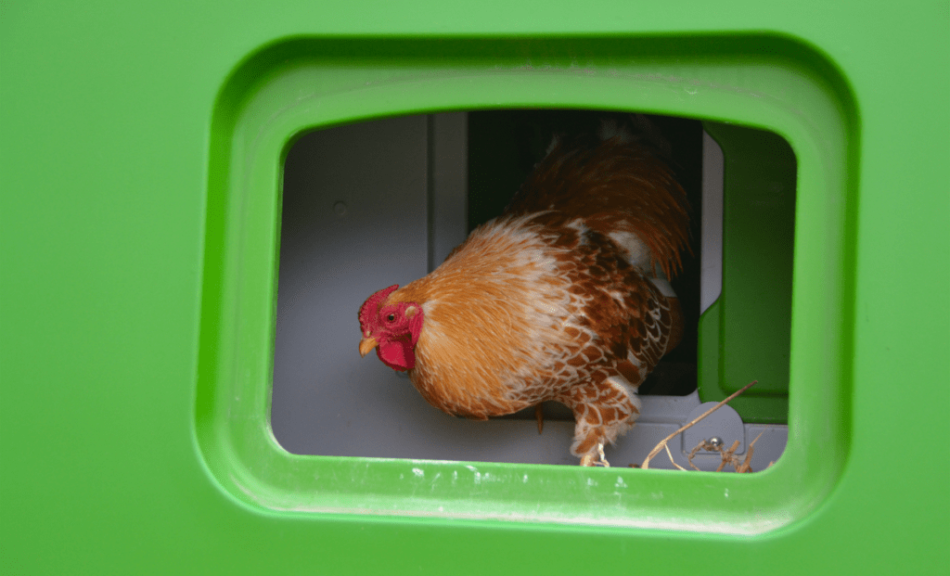 Eine braune Henne im Legenest des Eglu Cube Hühnerstalls von Omlet