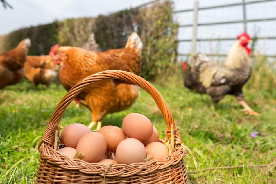Frei laufende Hühner im Garten mit einem Korb voller frisch gelegter Eier