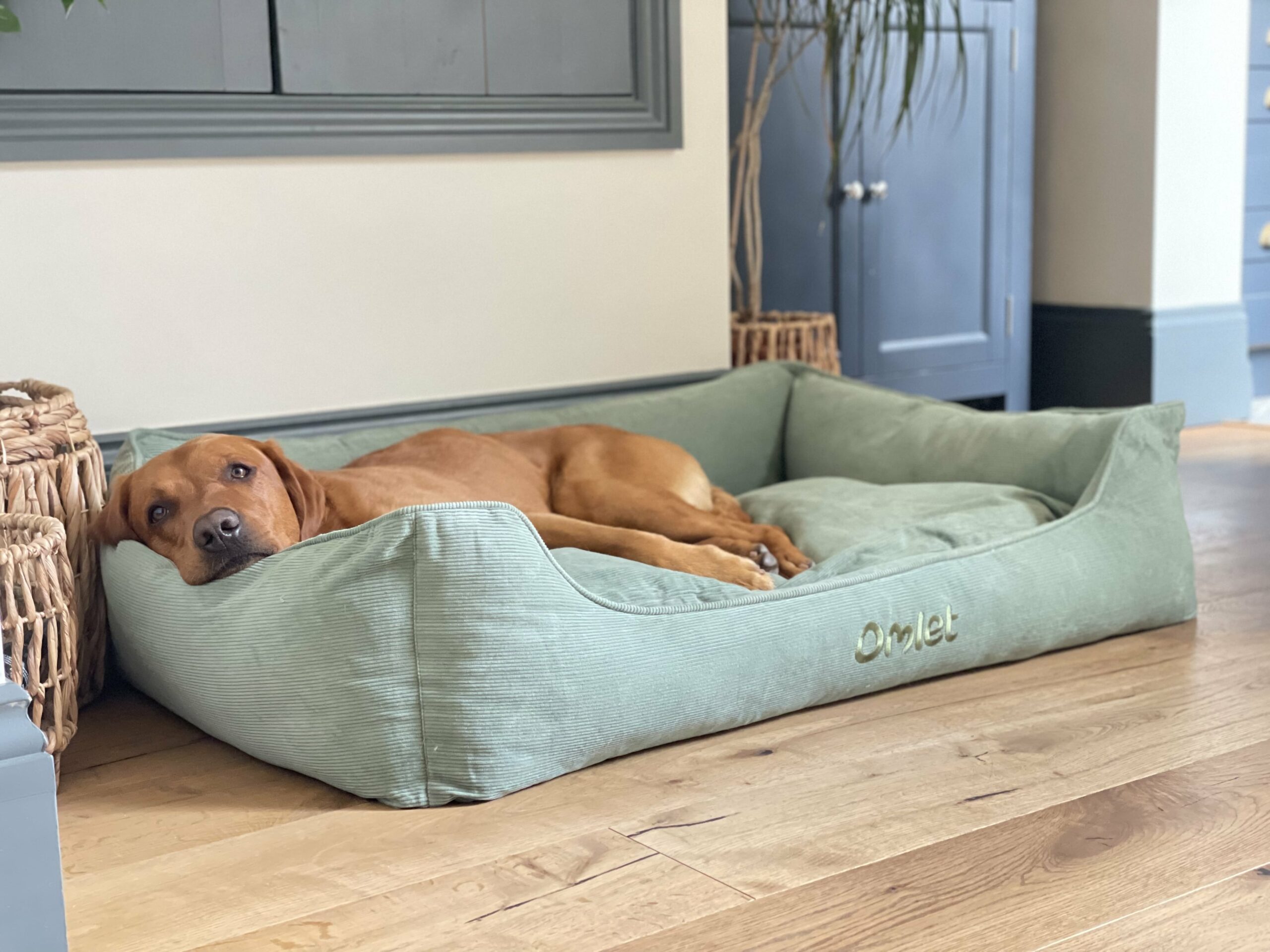 Ein Hund in einem grünen Cord Hundenest