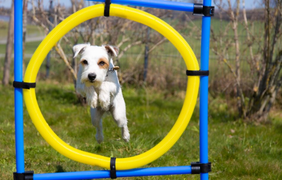 Ein Hund springt auf einem Hindernisparcours durch einen Ring