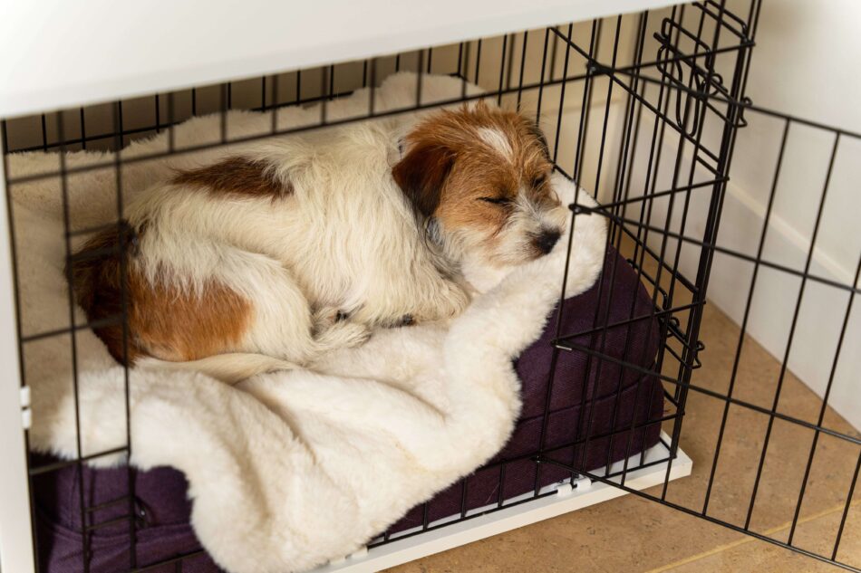 Ein Terrier schläft auf der superweichen Hundedecke in der Fido Hundebox, beide von Omlet