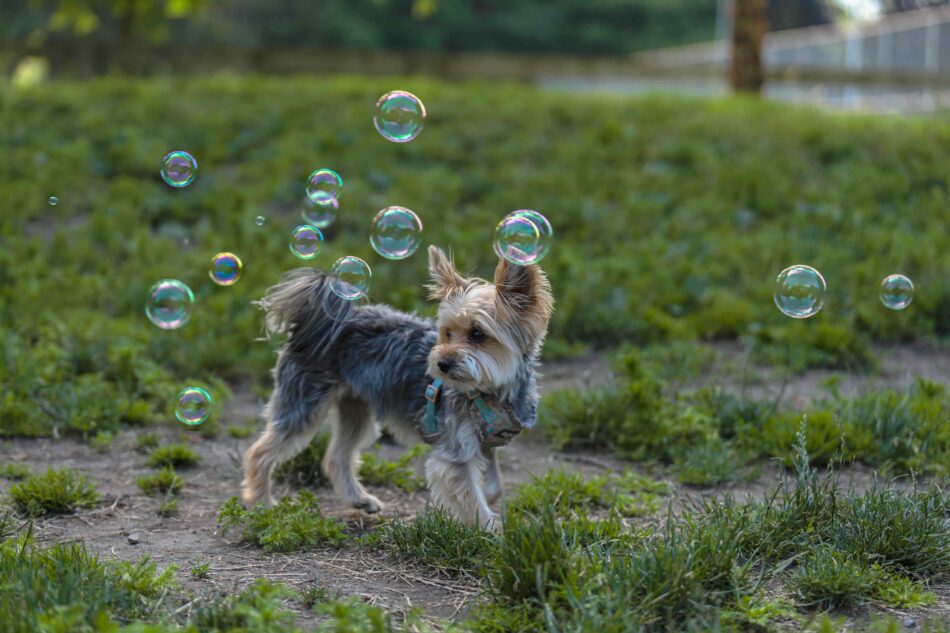 Ein Yorkshire Terrier spielt im Freien mit Seifenblasen