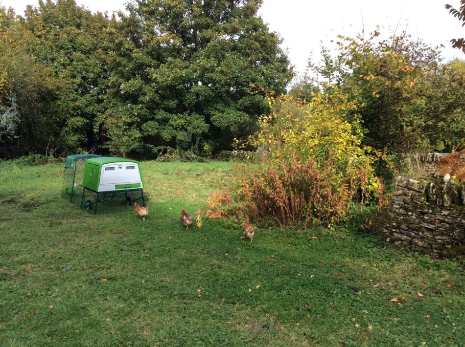 Hühner im Garten und der Eglu Hühnerstall mit Auslauf von Omlet