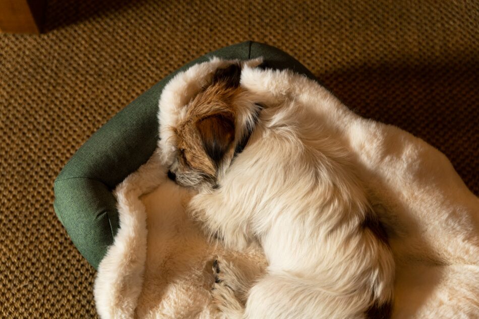 Ein Terrier liegt nach einem Wellnesstag entspannt auf der luxuriösen Hundedecke aus Schaffellimitat von Omlet  