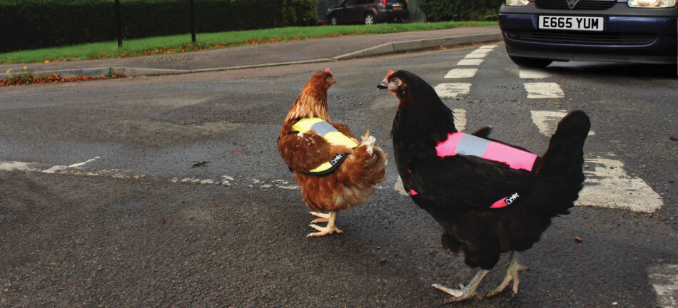 Hühnerhaltung in der Stadt – Hühner in der Warnweste von Omlet beim Überqueren der Straße