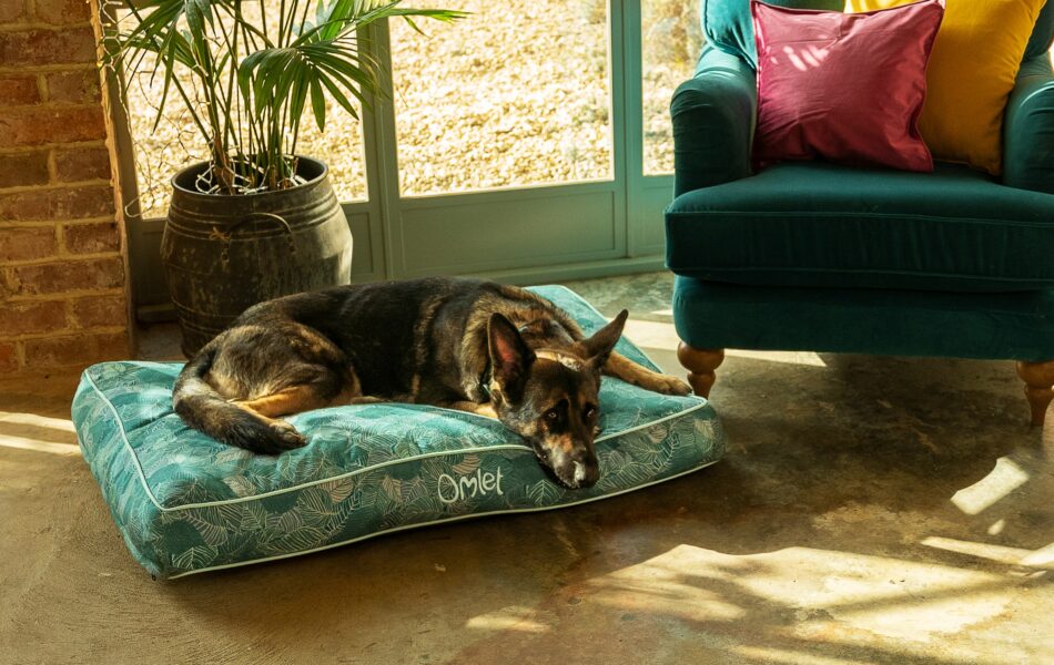 Ein Hund auf einem Hundebett mit dem Motiv “Nature Trail” aus Omlets “Dog Walk”-Kollektion