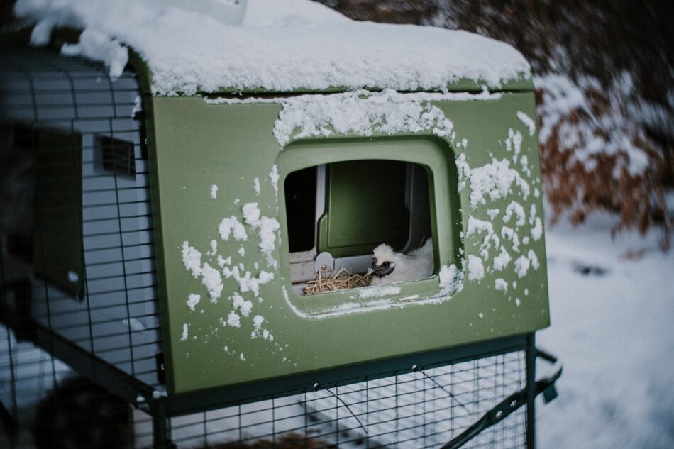Ein Seidenhuhn im schneebedeckten Eglu Cube Hühnerstall von Omlet