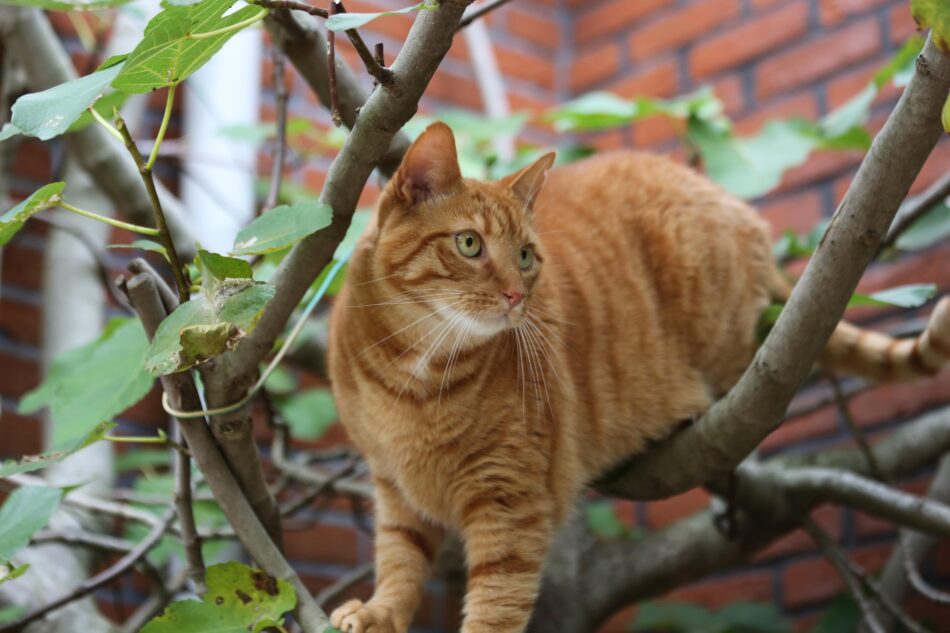 Eine rote Katze beim Klettern auf einem Baum