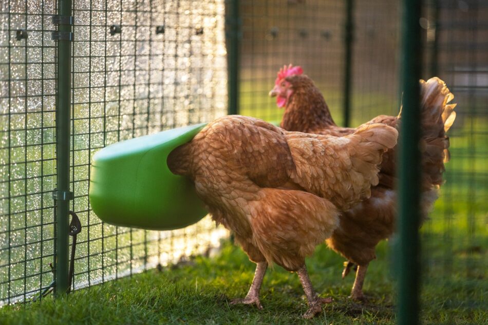 Hühner in Omlets Walk In Run – Begehbarem Hühnergehege, die aus den Omlet Futtertrögen fressen 