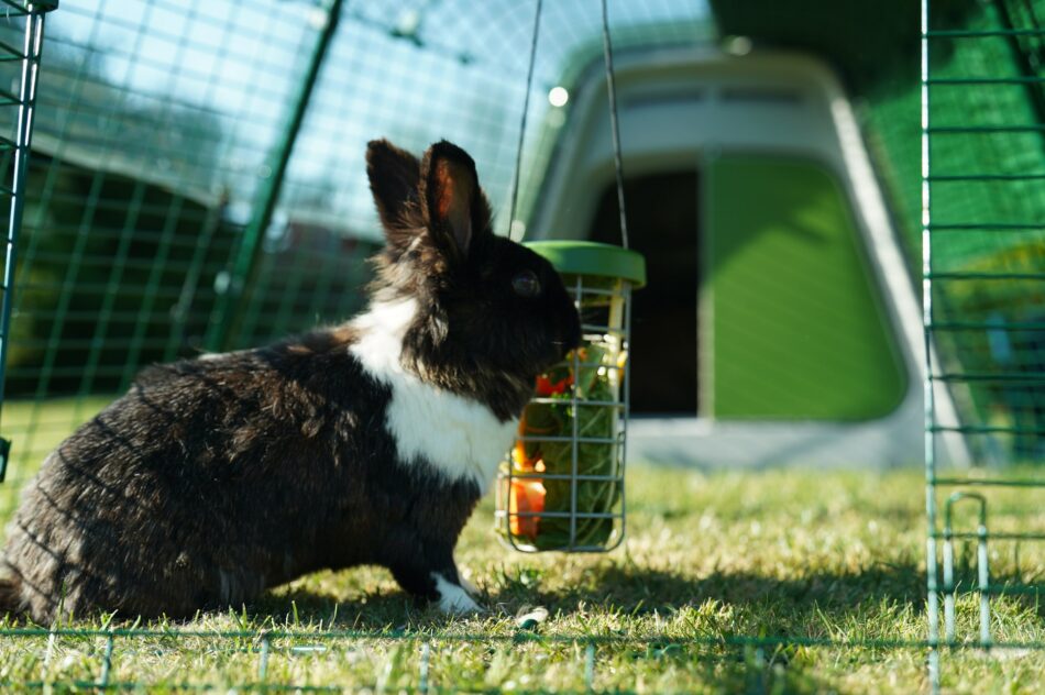 Ein Kaninchen mit seinem Omlet Futterkorb und dem Omlet Eglu Go Kaninchenstall im Hintergrund