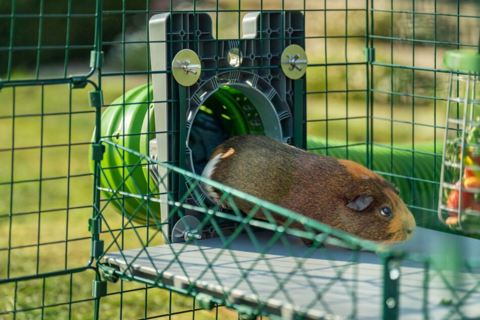 Ein Meerschweinchen flitzt durch die Zippi-Tunnel von Omlet