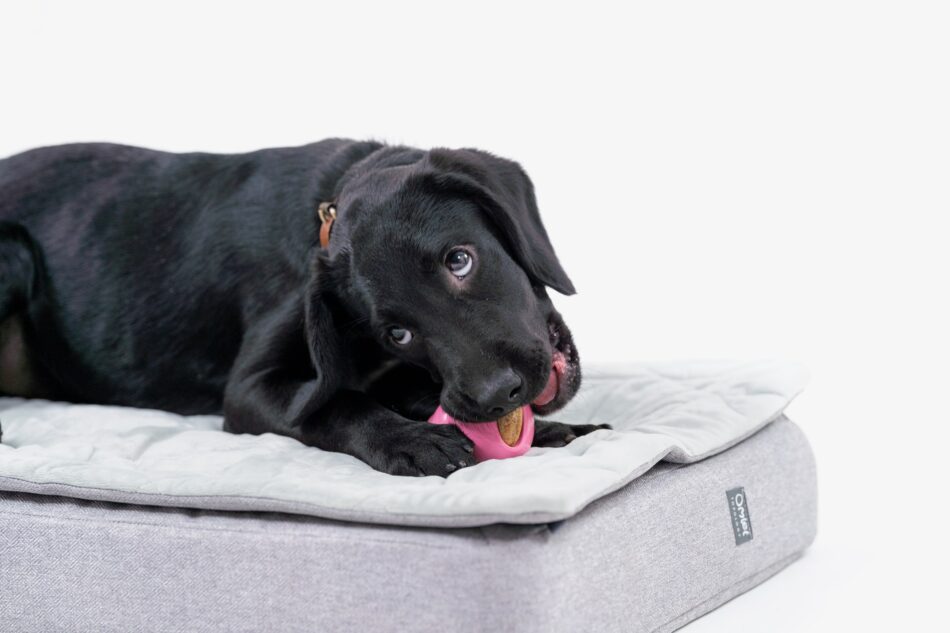 Ein Welpe auf Omlets Topology Hundebett mit Steppdecken-Topper  