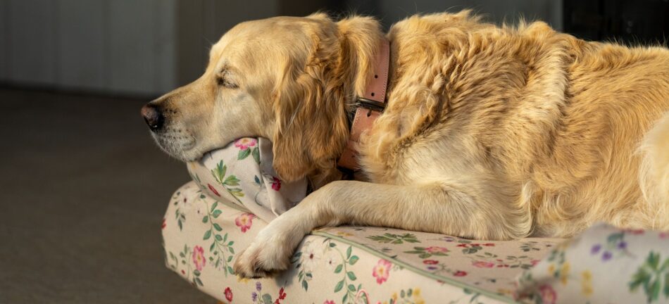 Ein älterer Golden Retriever, der auf dem Omlet Hundesofa mit Morning-Meadow-Motiv liegt 