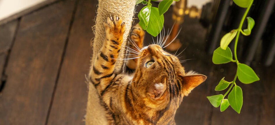Eine Bengalkatze schaut hinauf, während sie den Kratzpfosten des Omlet Freestyle Kratzbaums benutzt