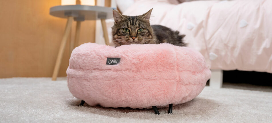 Eine Katze auf dem Omlet Maya Donut Katzenbett aus der “Enchanted Kollektion”