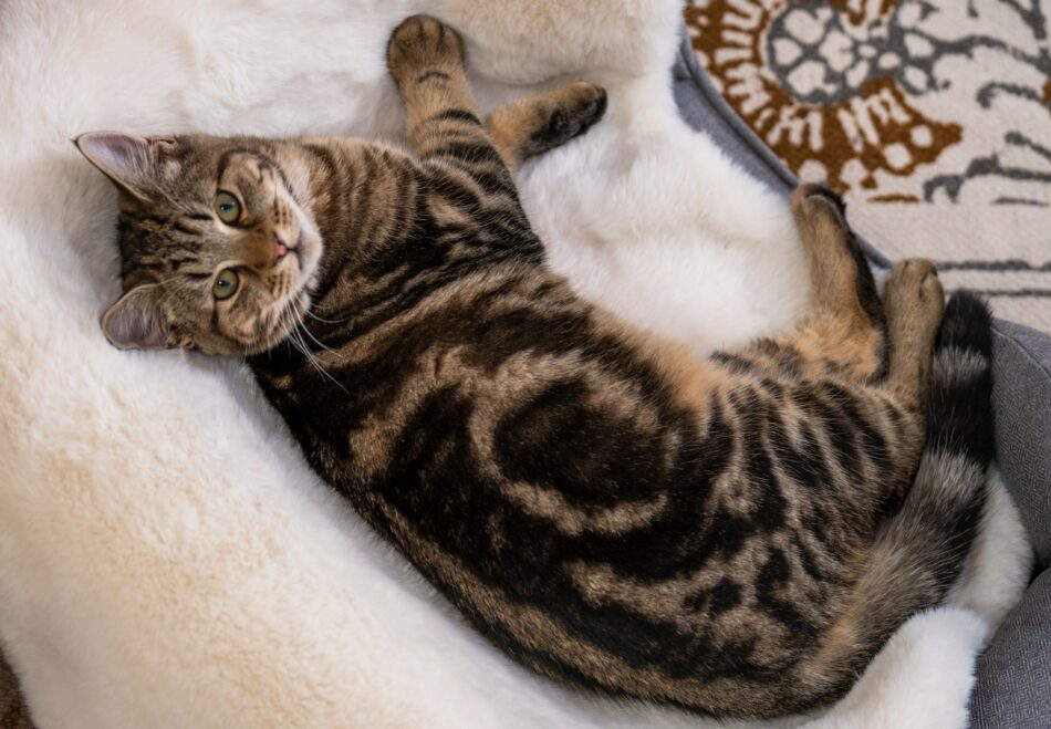 Eine Katze liegt im Bett auf der luxuriösen Decke aus Schaffellimitat von Omlet 