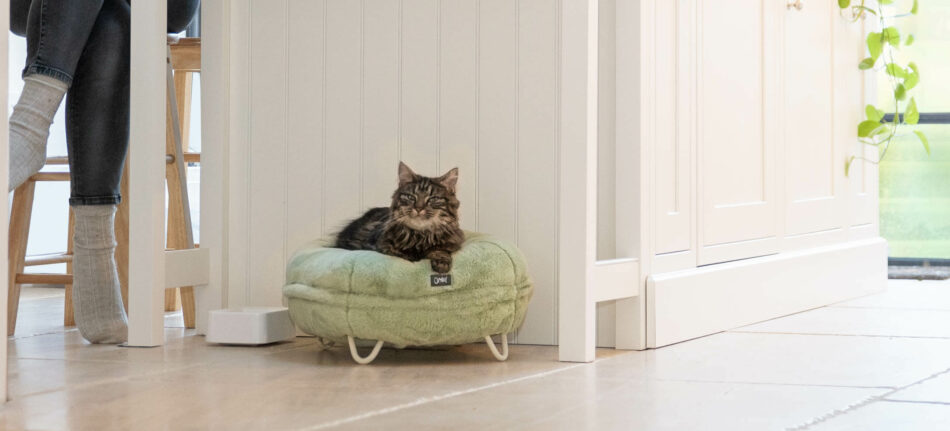 Eine Katze und ihr Katzensitter beim entspannten Zusammensein in der Küche – die Katze liegt auf dem Maya Donut Katzenbett von Omlet 