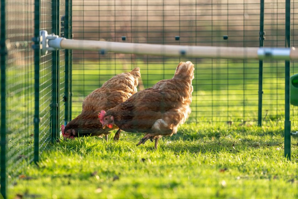Hühner in ihrem Omlet Walk In Run – Begehbaren Hühnergehege mit einer Omlet Hühnerstange 