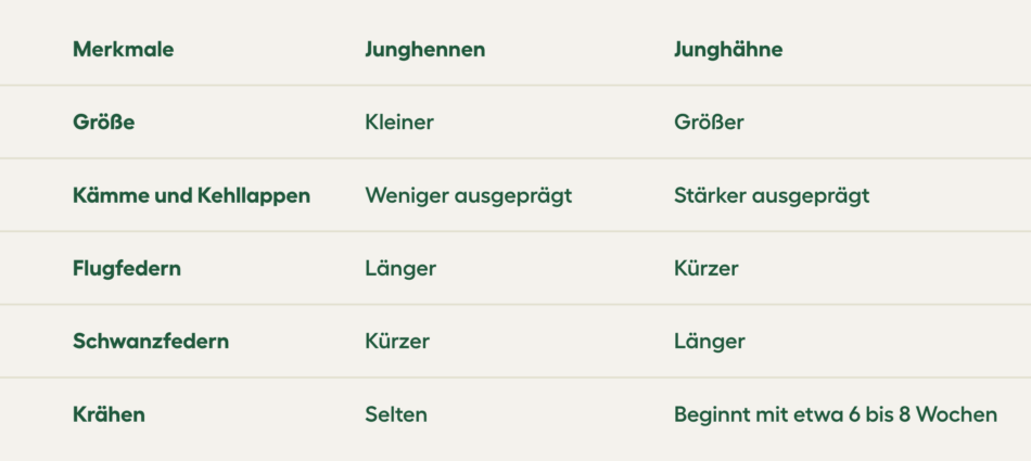 Junghennen vs. Junghähne – Merkmale