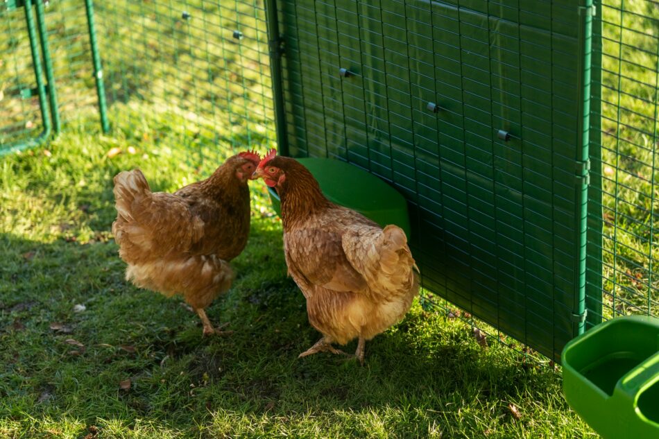 Zwei Hühner in Omlets Walk In Run – Begehbarem Hühnergehege