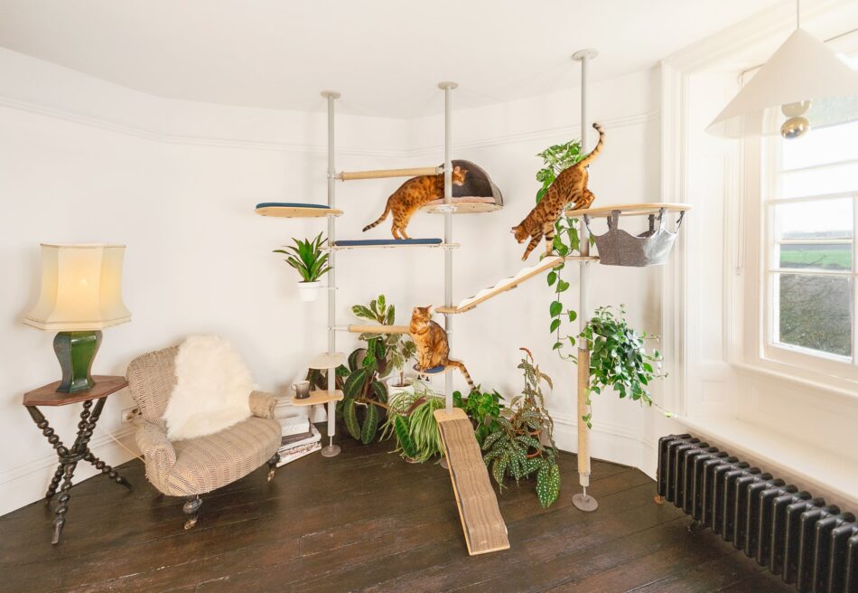 Zwei Katzen spielen daheim auf dem Indoor Freestyle Katzenbaum von Omlet  