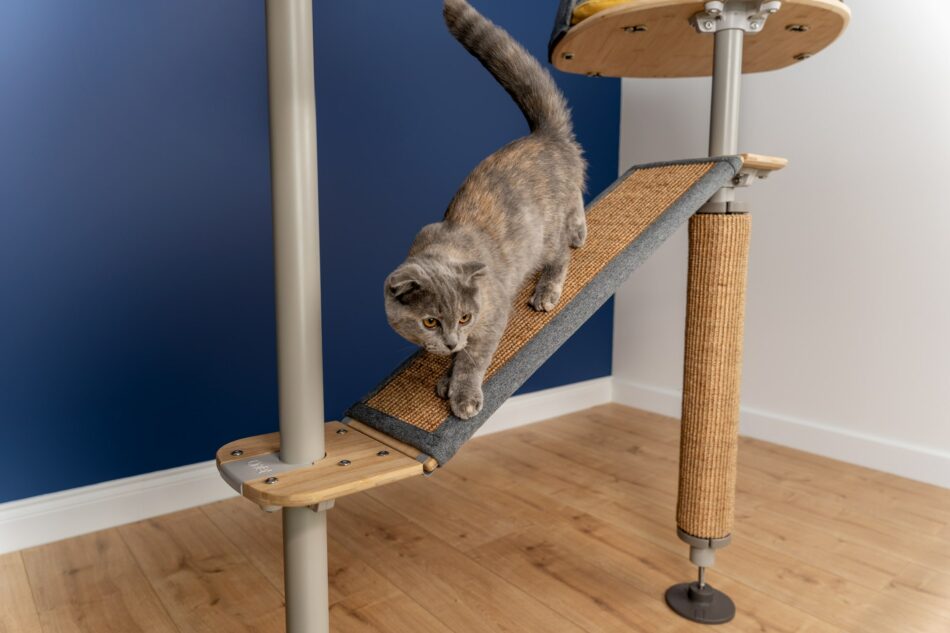 Eine Katze, die auf dem Freestyle Indoor Kratzbaum von Omlet herunterklettert