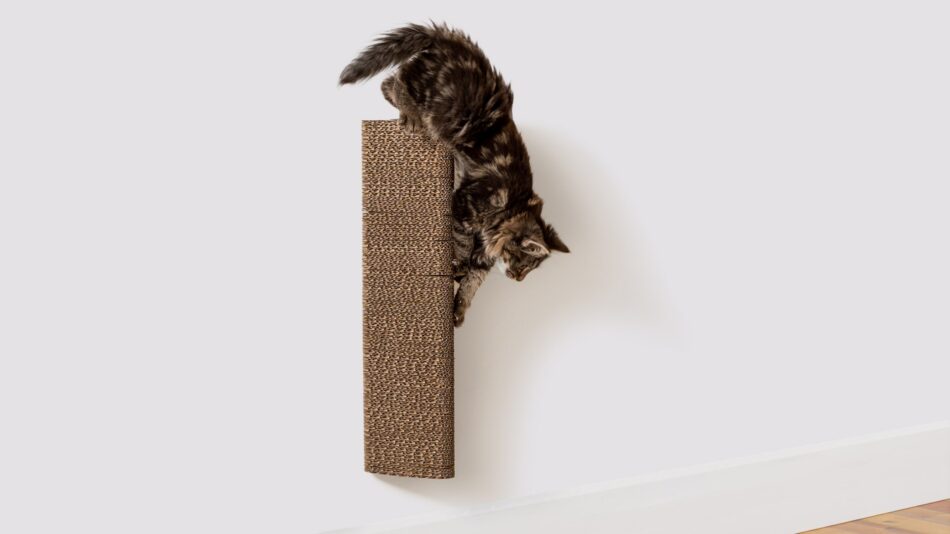 Eine Katze, die vom an der Wand befestigten Stak Kratzbaum von Omlet herunterklettert