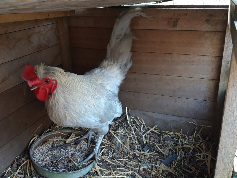 Ein Araucuna-Huhn in einem hölzernen Hühnerstall 