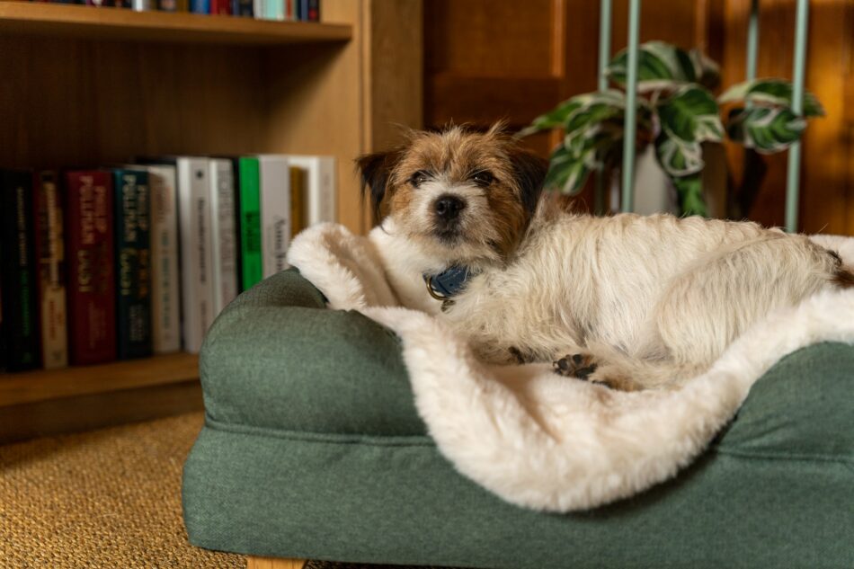 Ein Terrier auf der luxuriösen Hundedecke aus Schaffellimitat von Omlet, die auf dem Hundesofa liegt 
