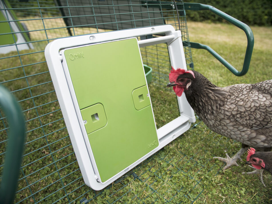 Ein braunes Huhn schaut in seinen durch die Autodoor von Omlet gesicherten Hühnerstall