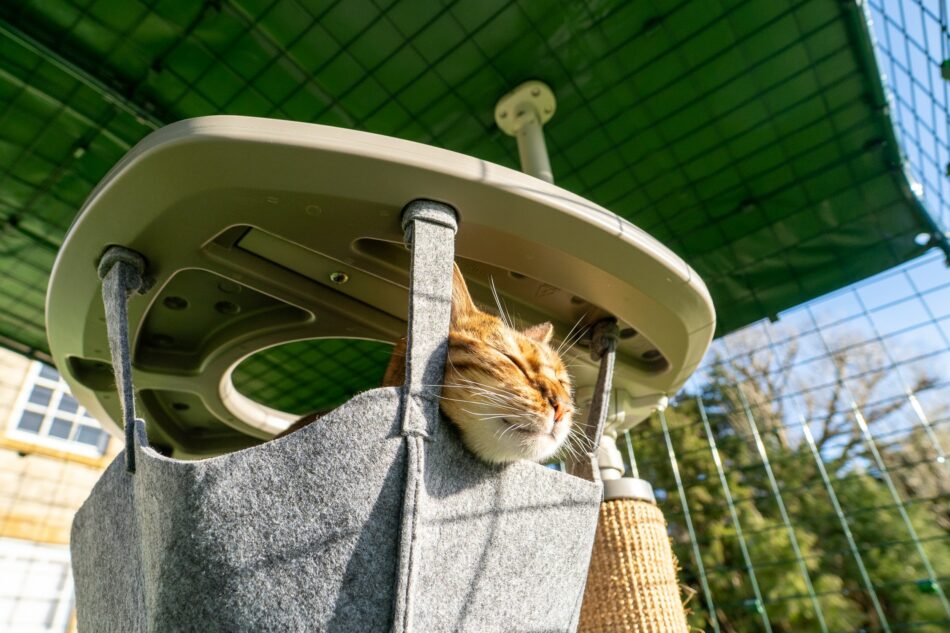 Eine Katze, die im Katzengehege auf dem Omlet Freestyle Outdoor Kletterbaum in einer Hängematte liegt