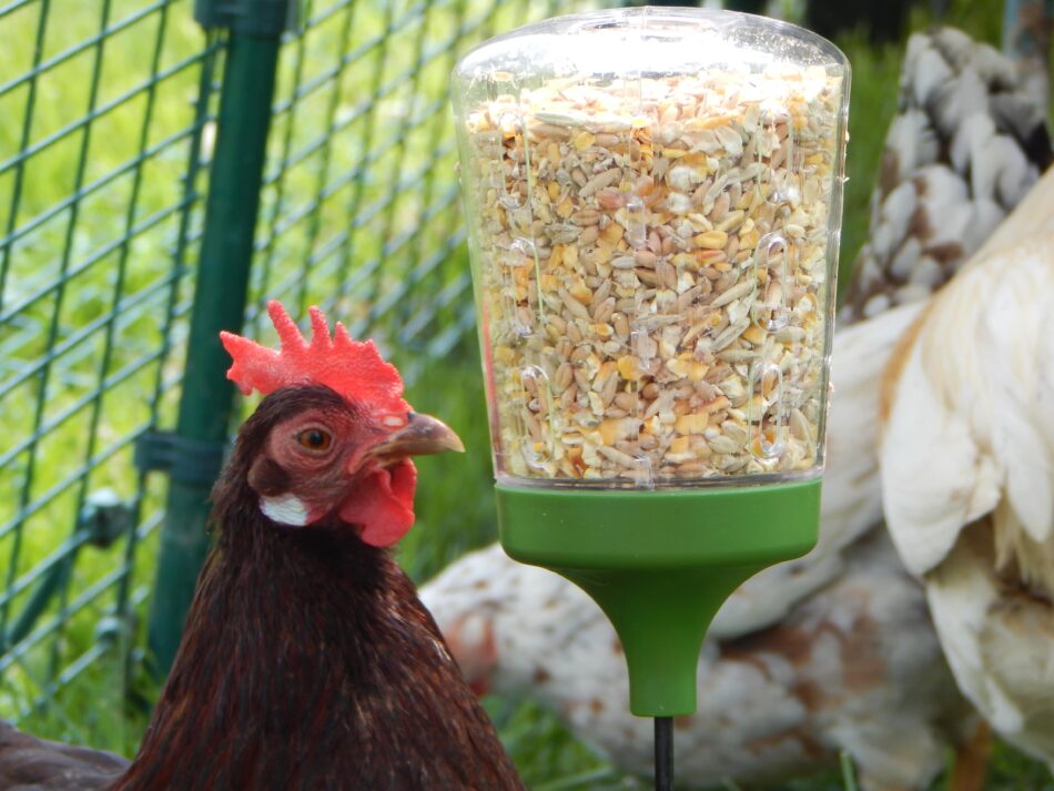 Hühner beim Picken am Omlet Pickspielzeug im Omlet Cube Hühnerstallauslauf