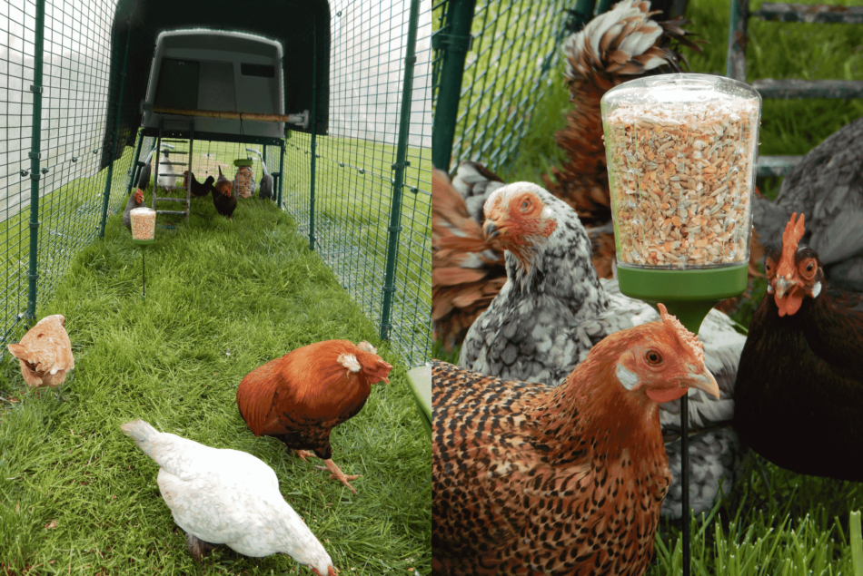 Hühner in ihrem Omlet Cube Hühnerstallauslauf mit Pickspielzeug und Wetterschutz
